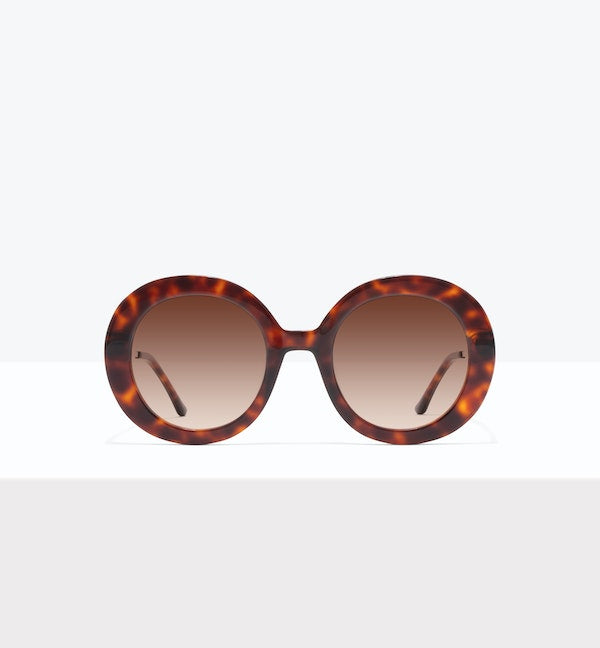 Tortoise--front_image_sun