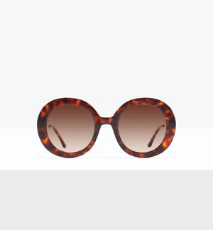 Tortoise--front_image_sun