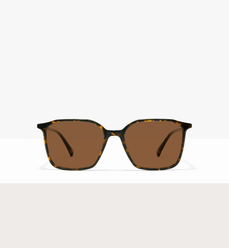 Brown Tort--front_image_sun
