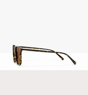 Brown Tort--side_image_sun