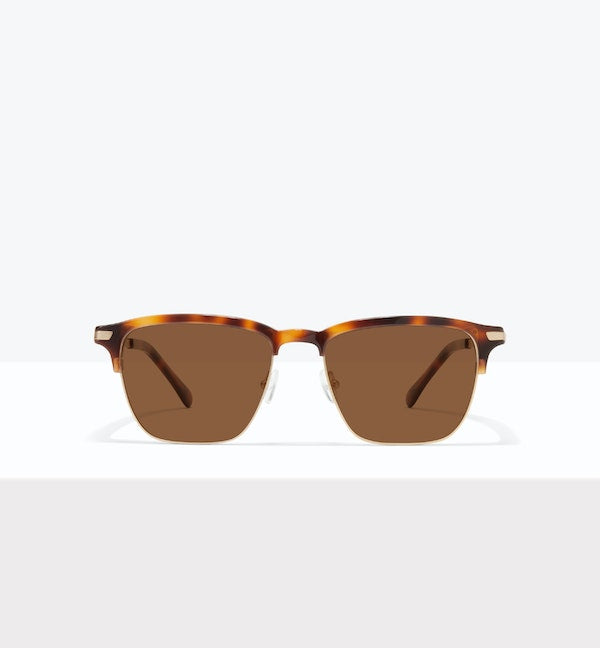 Tortoise--front_image_sun