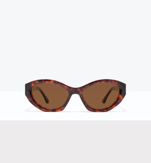 Tortoise--front_image_sun