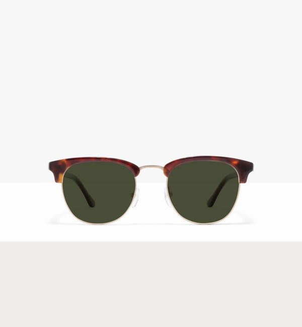 Tortoise--front_image_sun