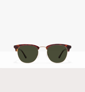 Tortoise--front_image_sun