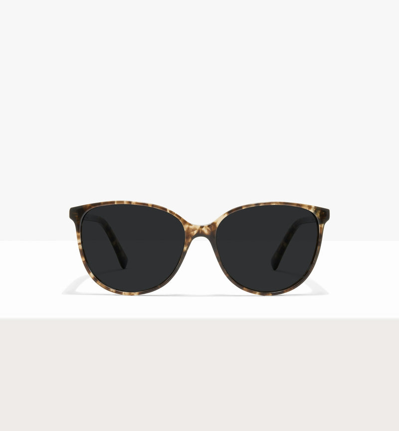 Leopard--front_image_sun
