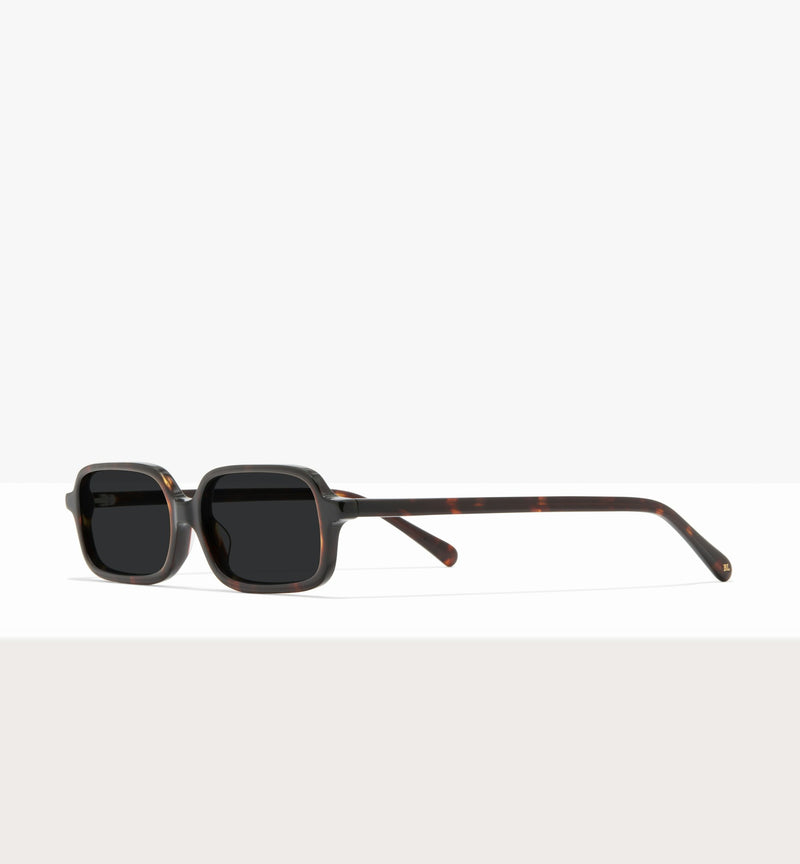 Brown Tort--angled_image_sun