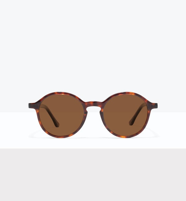 Tortoise--front_image_sun