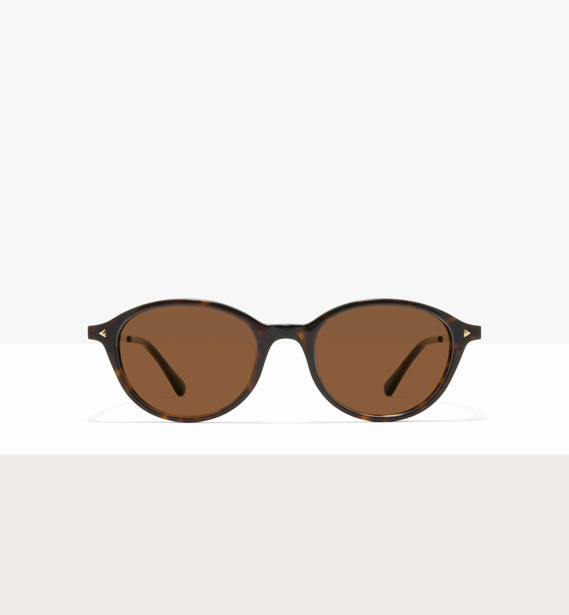 Brown Tort--front_image_sun