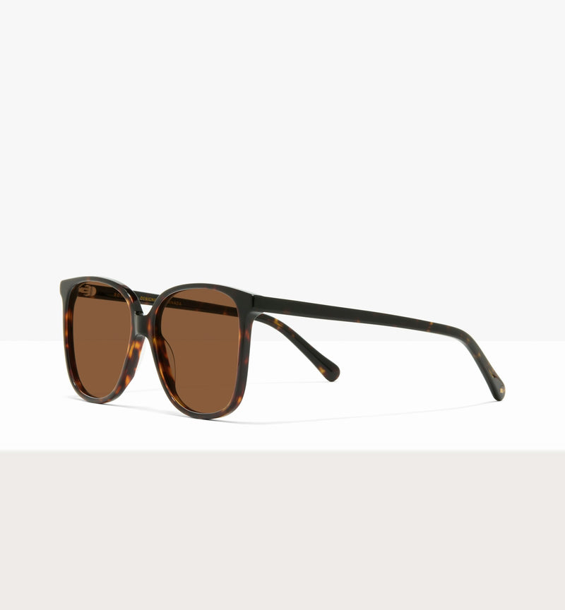 Brown Tort--angled_image_sun