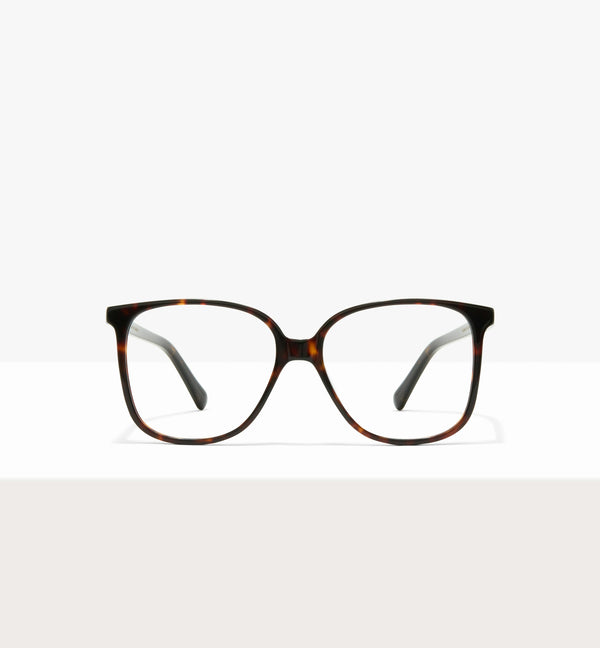 Brown Tort--front_image