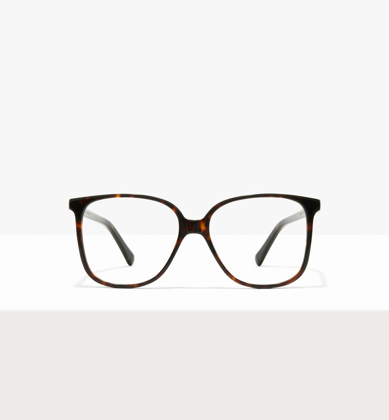 Brown Tort--front_image