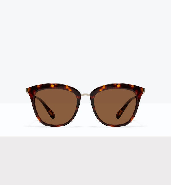 Tortoise--front_image_sun