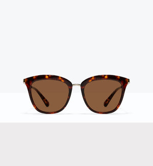 Tortoise--front_image_sun