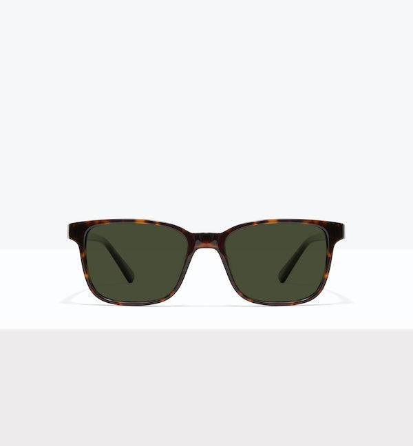 Tortoise--front_image_sun