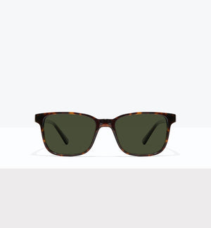 Tortoise--front_image_sun