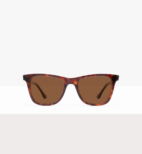 Tortoise--front_image_sun