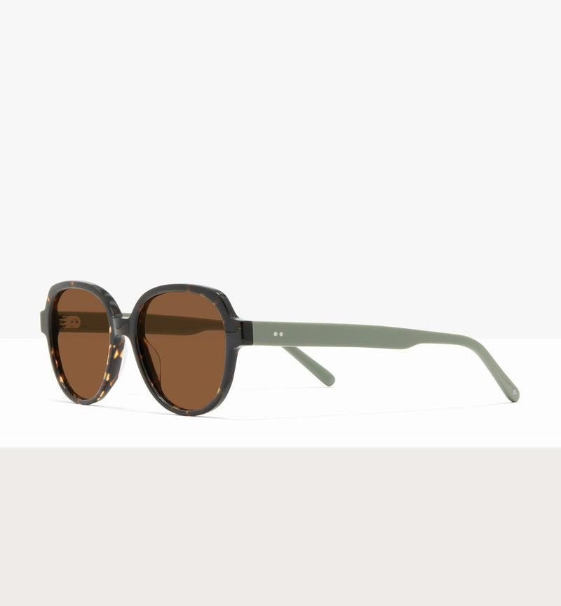 Brown Tort--angled_image_sun