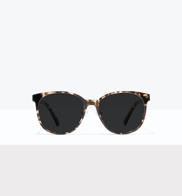Leopard--front_image_sun