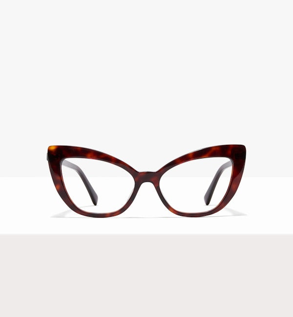 Tortoise--front_image