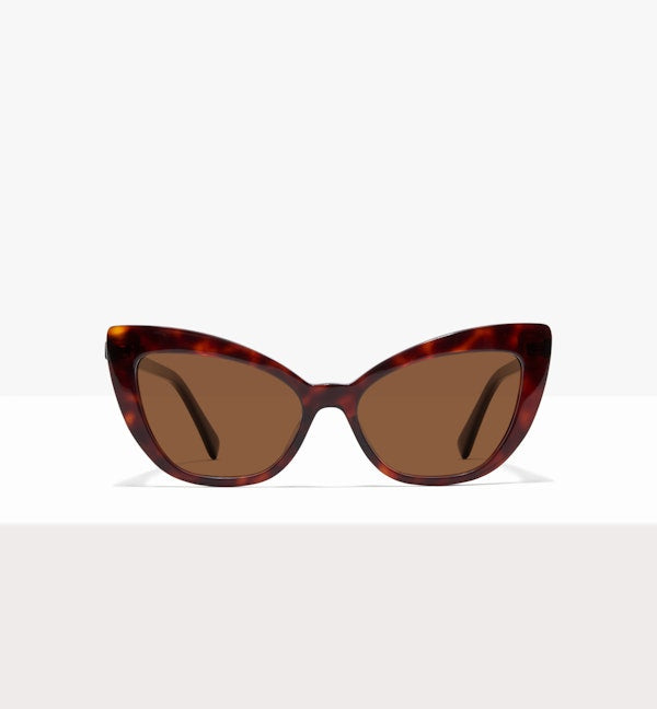 Tortoise--front_image_sun