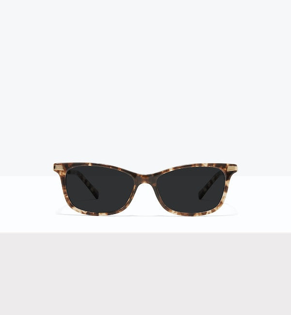 Leopard--front_image_sun
