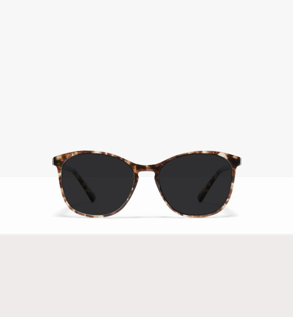 Leopard--front_image_sun