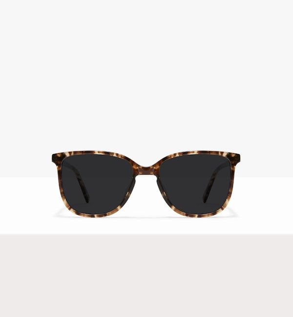 Leopard--front_image_sun