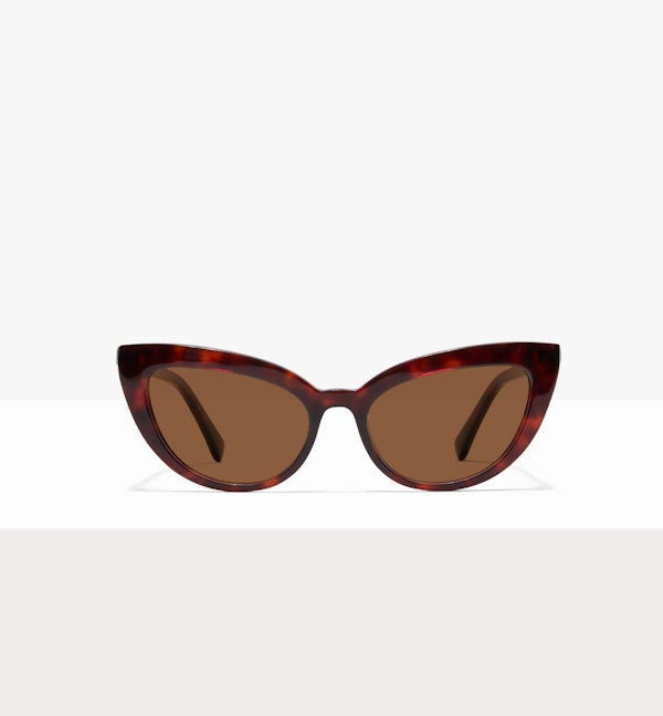 Tortoise--front_image_sun