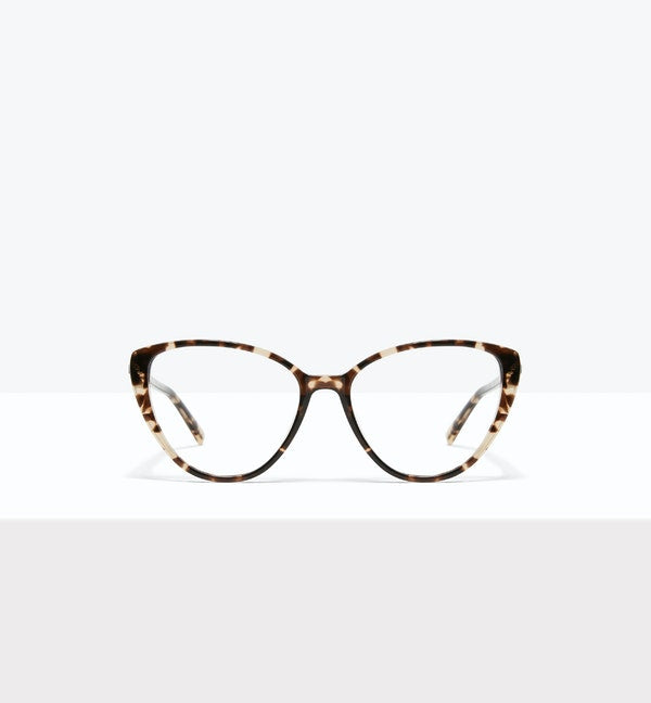 Leopard--front_image