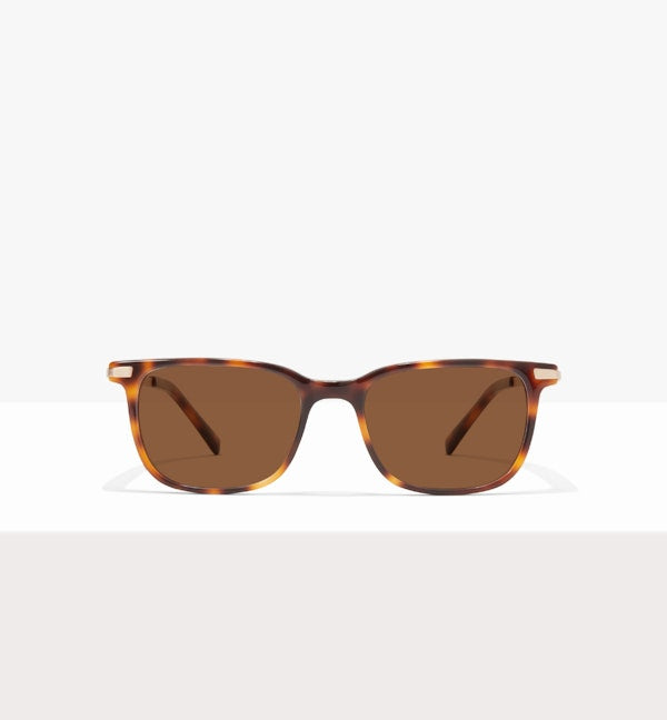 Tortoise--front_image_sun