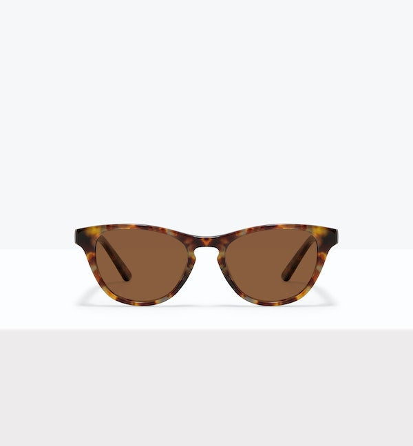 Tortoise--front_image_sun