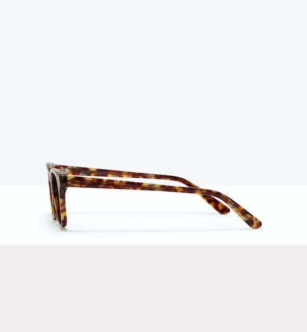 Tortoise--side_image_sun